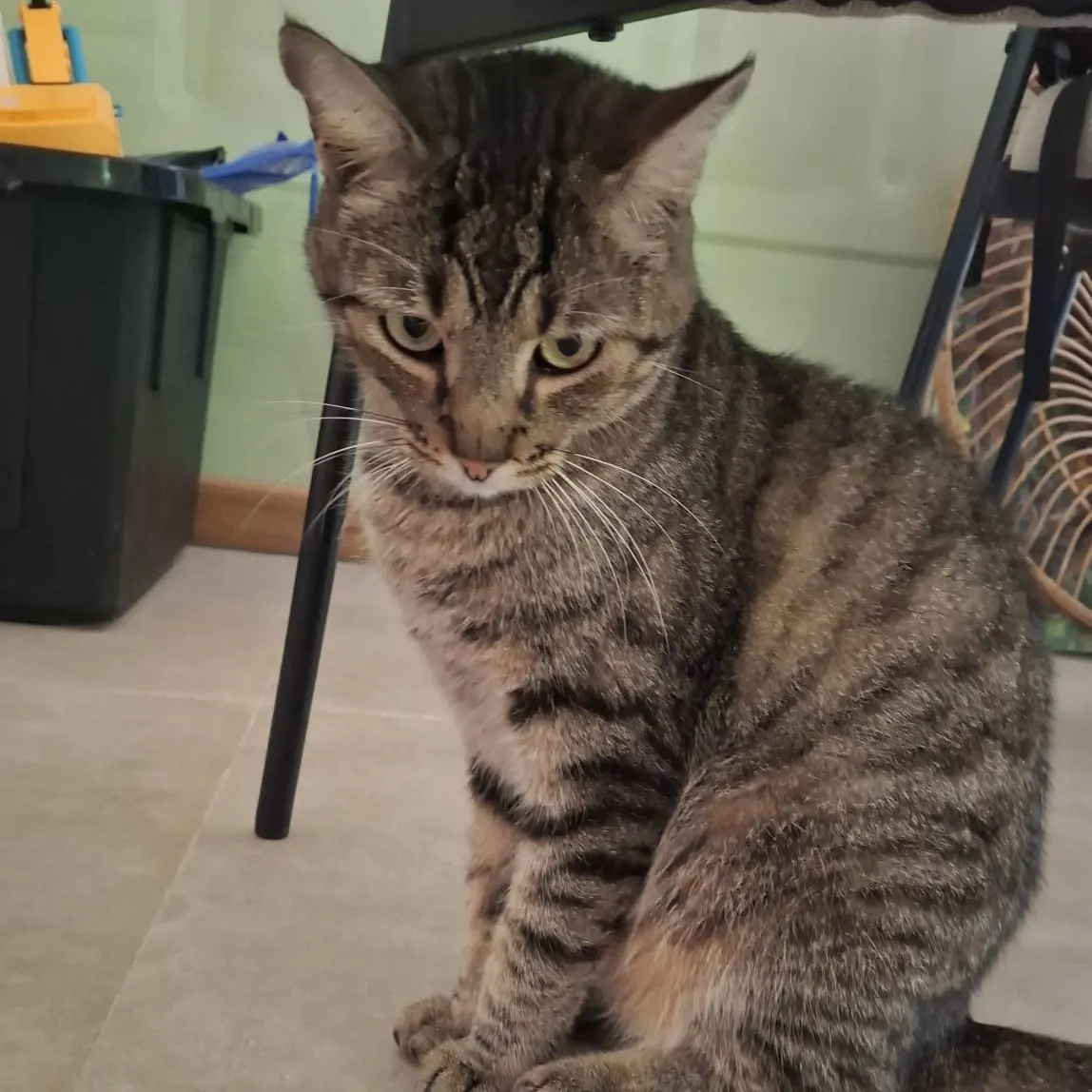 A tabby cat inside the house.