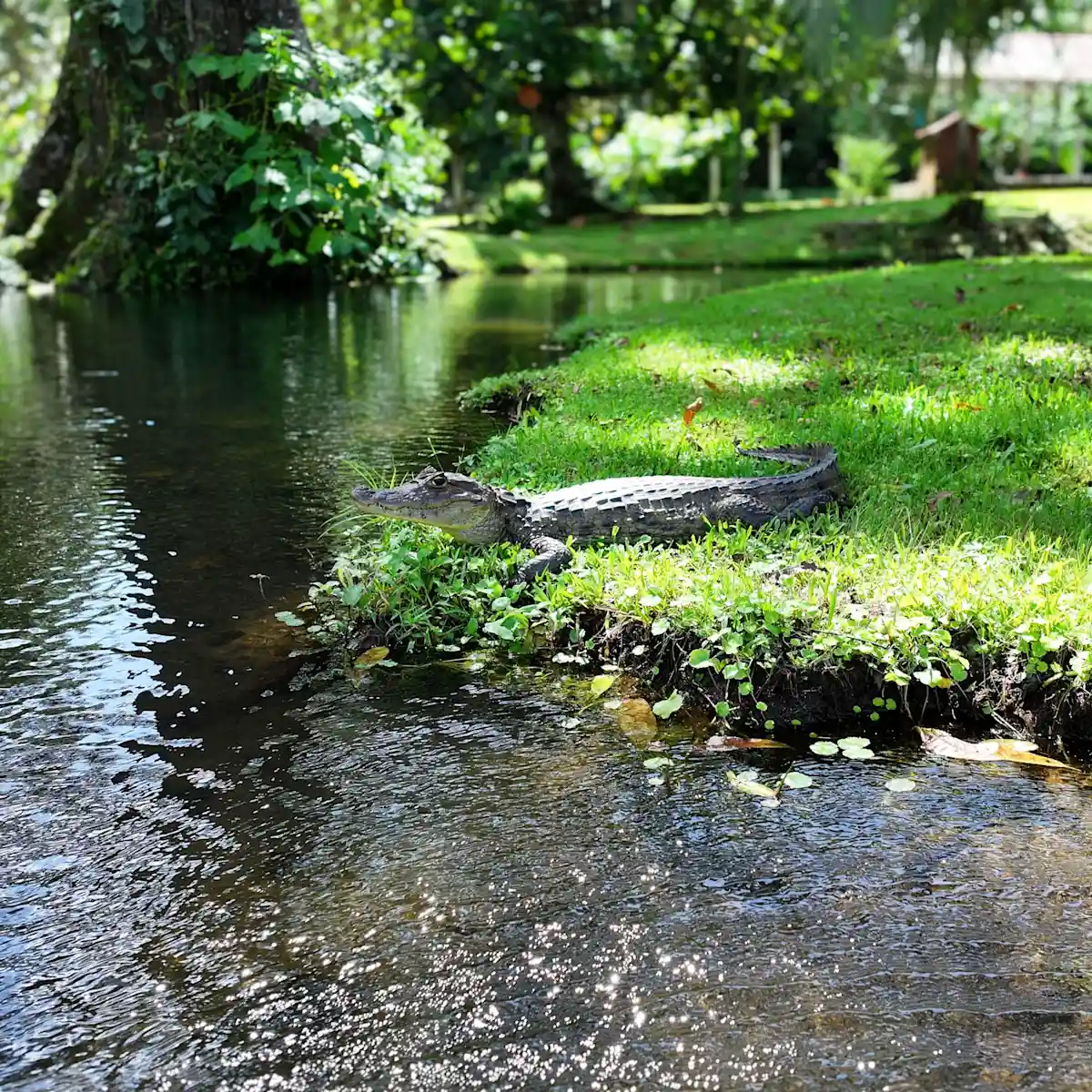 A caiman by the water, in a tropical garden.