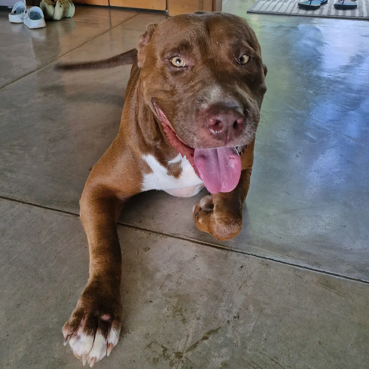 A happy dog inside the house.