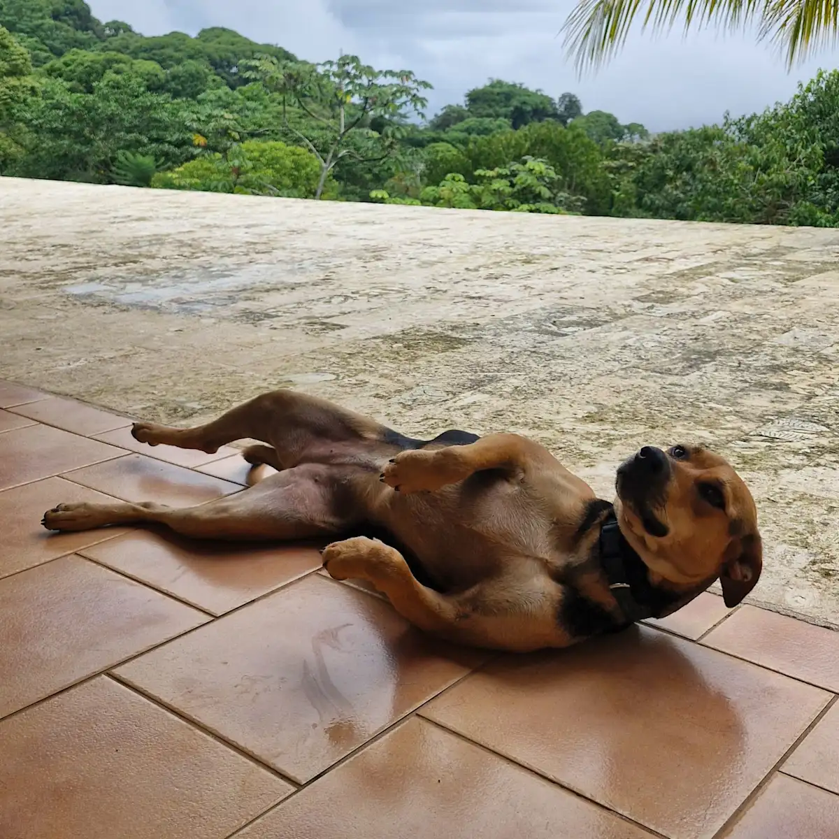 A relaxed dog on a terrace, forest view.