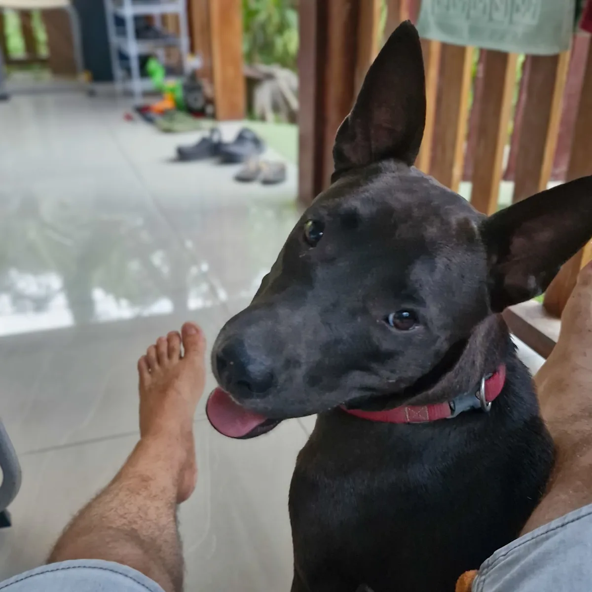 A dog right beside us, on the terrace.