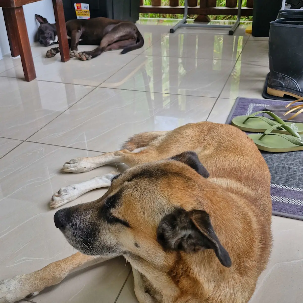 Two dogs resting indoors, keeping cool.