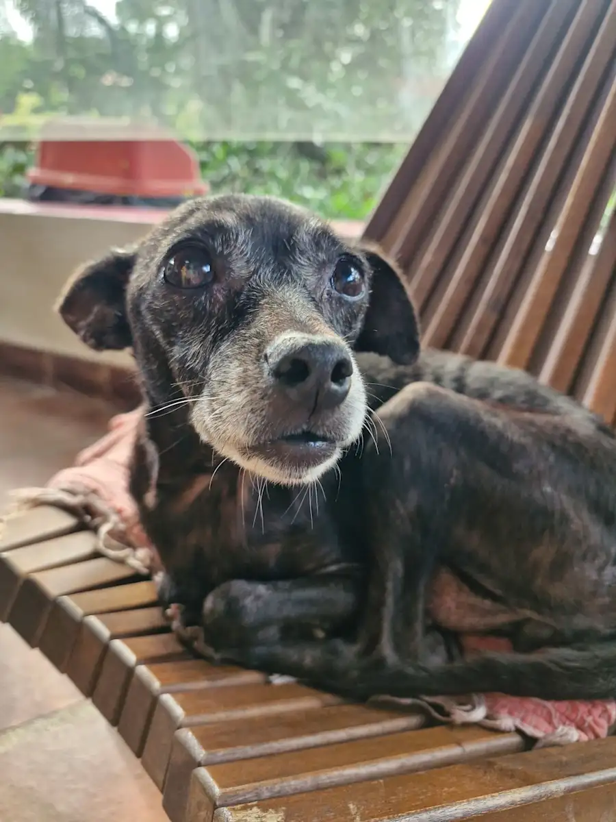 An older dog settled on a wooden chair.